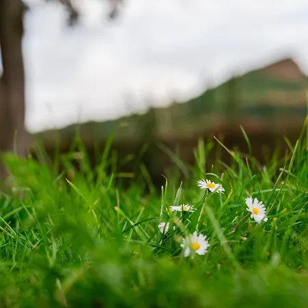 Roseberry Terrace By Horizon
