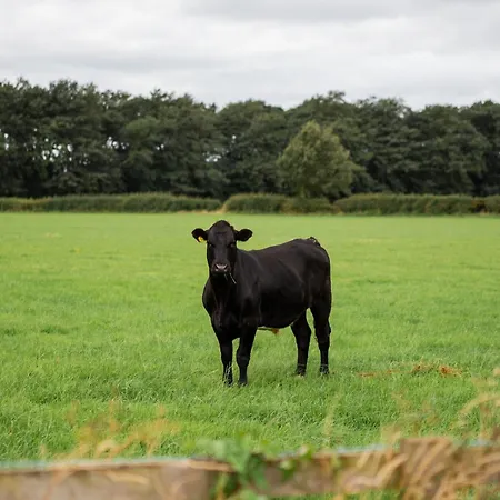 Roseberry Terrace By Horizon
