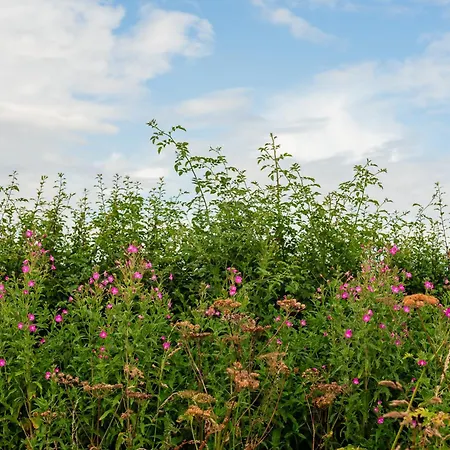 Roseberry Terrace By Horizon